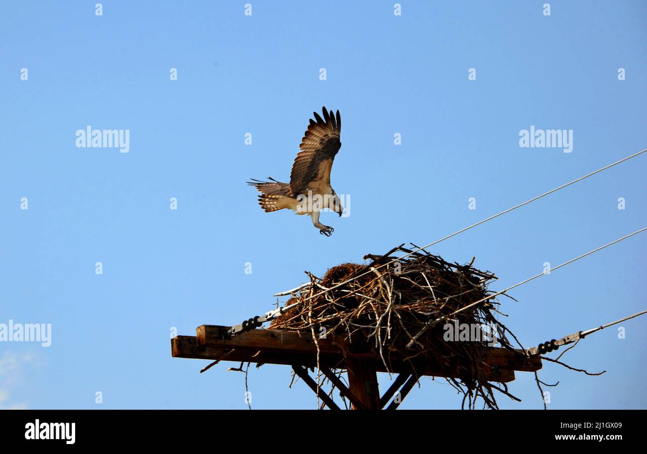 Die Osprey-Hündin kehrt auf einem Telefonmast in Happy Valley, Montana, zu ihrem Nest zurück. Ihre Flügel sind ausgebreitet und ihre Krallen zur Landung ausgestreckt. Stockfoto
