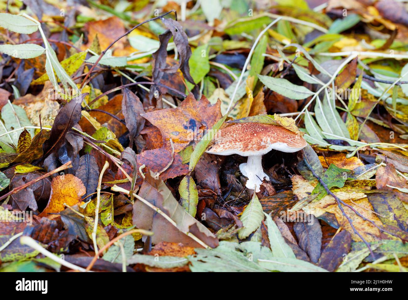 Der Täubling, der in einem Laubwald auf dem feuchten Boden der abgefallenen Blätter wuchs. Stockfoto