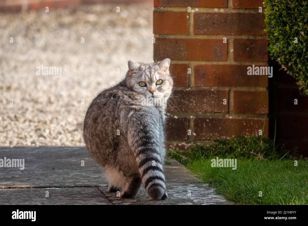 Eine grau gestreifte britische Kurzhaarkatze starrt zurück auf die Kamera Stockfoto