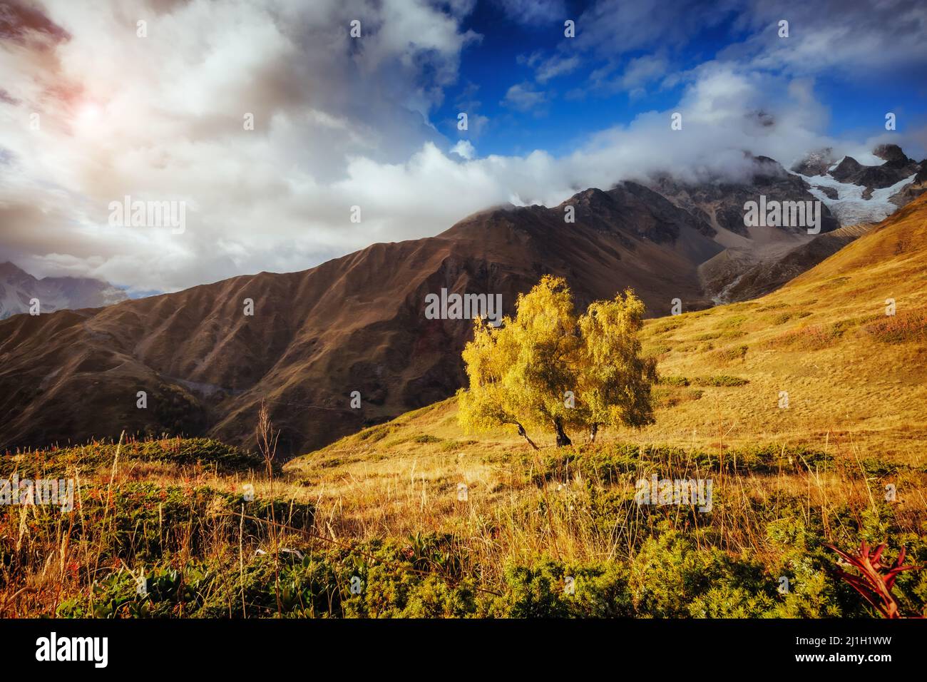 Schöne Aussicht auf Mt. Ushba und einsame Birke durch Sonnenlicht beleuchtet. Dramatische und malerische Szene. Lage berühmter Ort Mestia, Upper Svaneti, Georgi Stockfoto