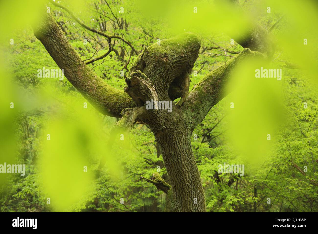 Rustikale Eiche (Quercus petraea) im Taunus, Hessen, Deutschland Stockfoto