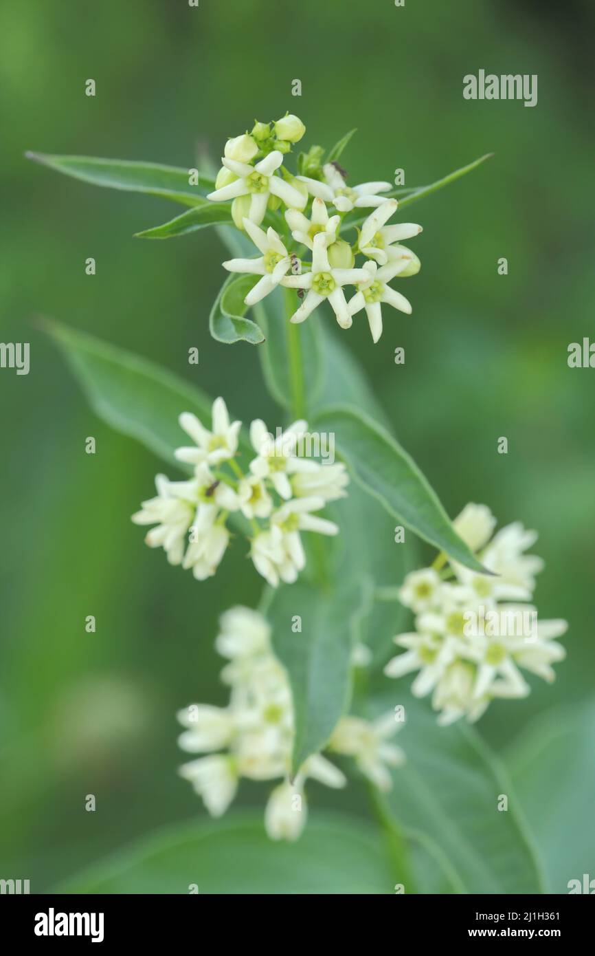 Weißmilchkraut (Vincetoximum hirundinaria) in Frau-Holle-Land, Hessen, Deutschland Stockfoto