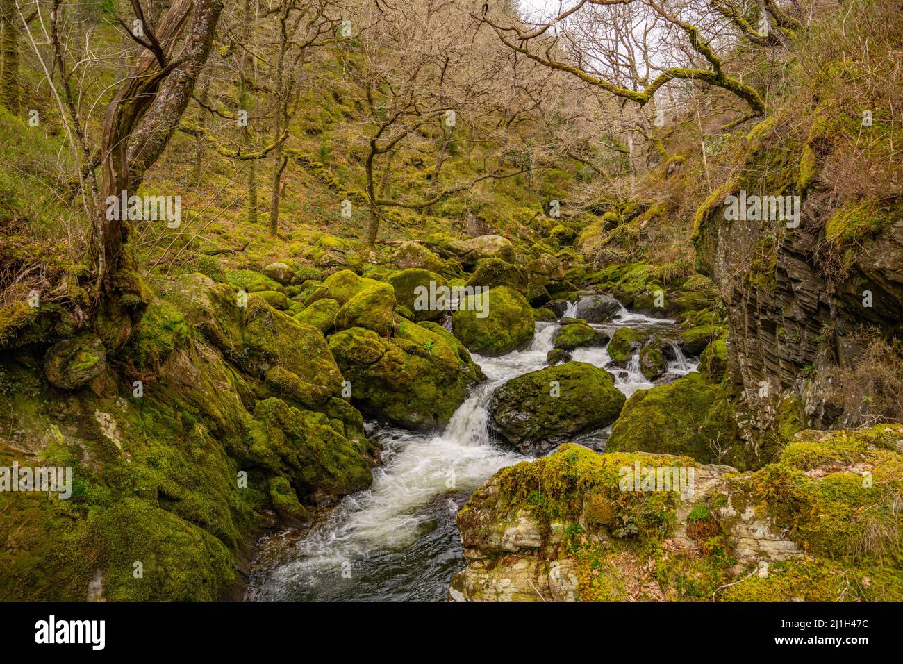 Blick auf das Afon Goedol, wenn es das Tal beim Naturschutzgebiet Coed Cymerau hinuntergeht, das für seine gemäßigte Regenwaldumgebung ein SSSI ist Stockfoto