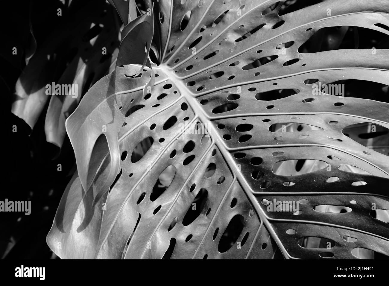 Philodendron monstera deliciosa Schwarzwei-Stockfotos und -bilder - Alamy
