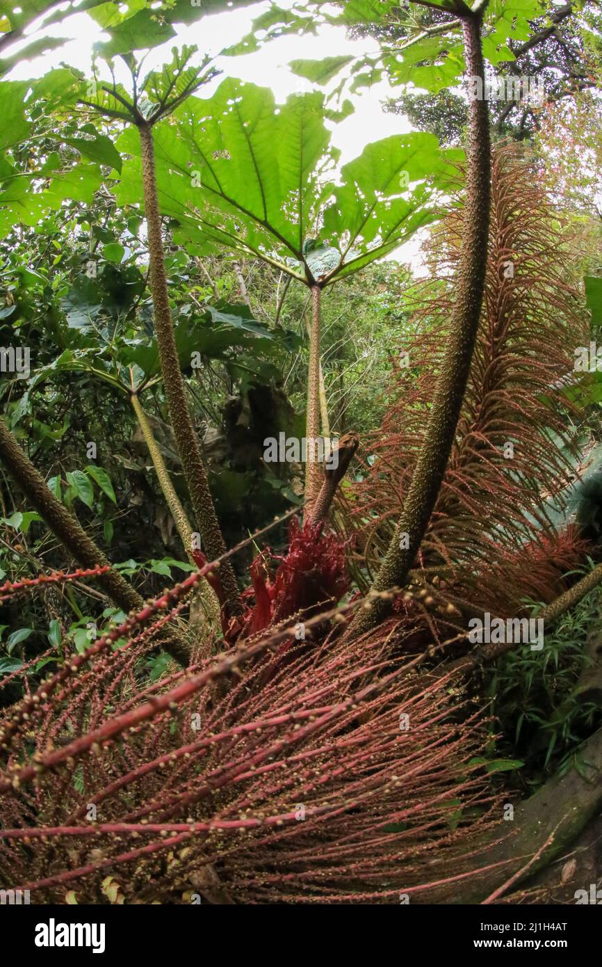 Die tropische Blume von Gunnera insignis ist ein Mitglied der Dikots der Klasse Magnoliopsida. Pflanze von Costarica Stockfoto