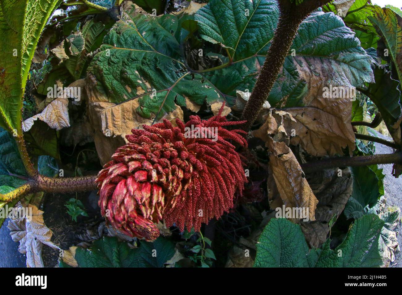 Die tropische Blume von Gunnera insignis ist ein Mitglied der Dikots der Klasse Magnoliopsida. Werk von Costa rica Stockfoto