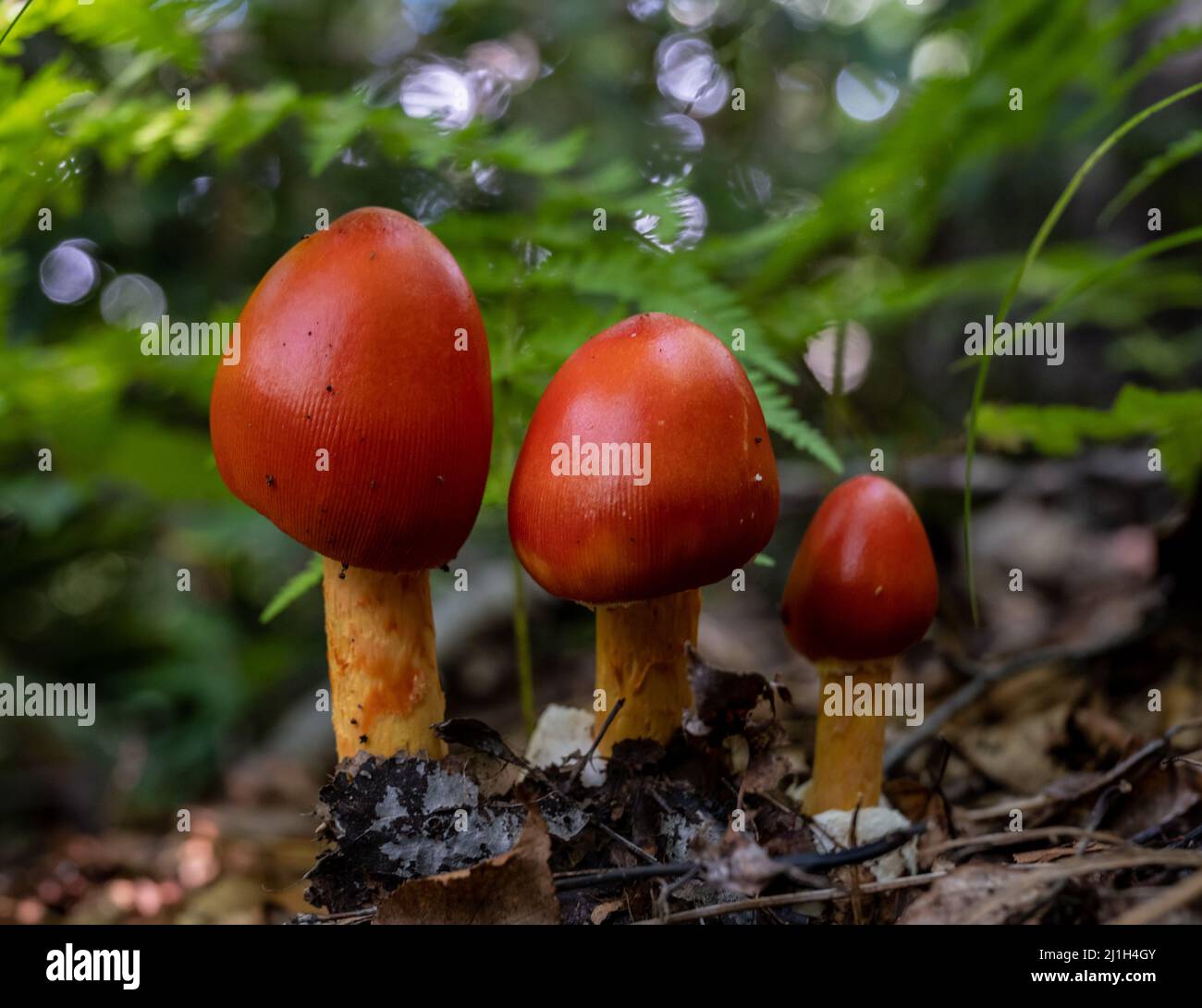 Eine Reihe von drei leuchtend roten Pilzkappen wächst in der Nähe des Waldbodens in den Smokies Stockfoto