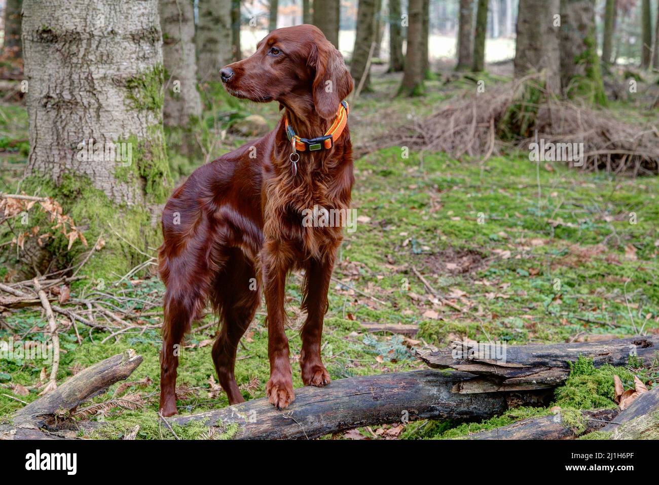 Der Irish Setter, einer der schönsten Jagdhunde, steht mit seinen Vorderpfoten auf einem Baumstamm im Wald und beobachtet sorgfältig das Jagdgebiet. Stockfoto