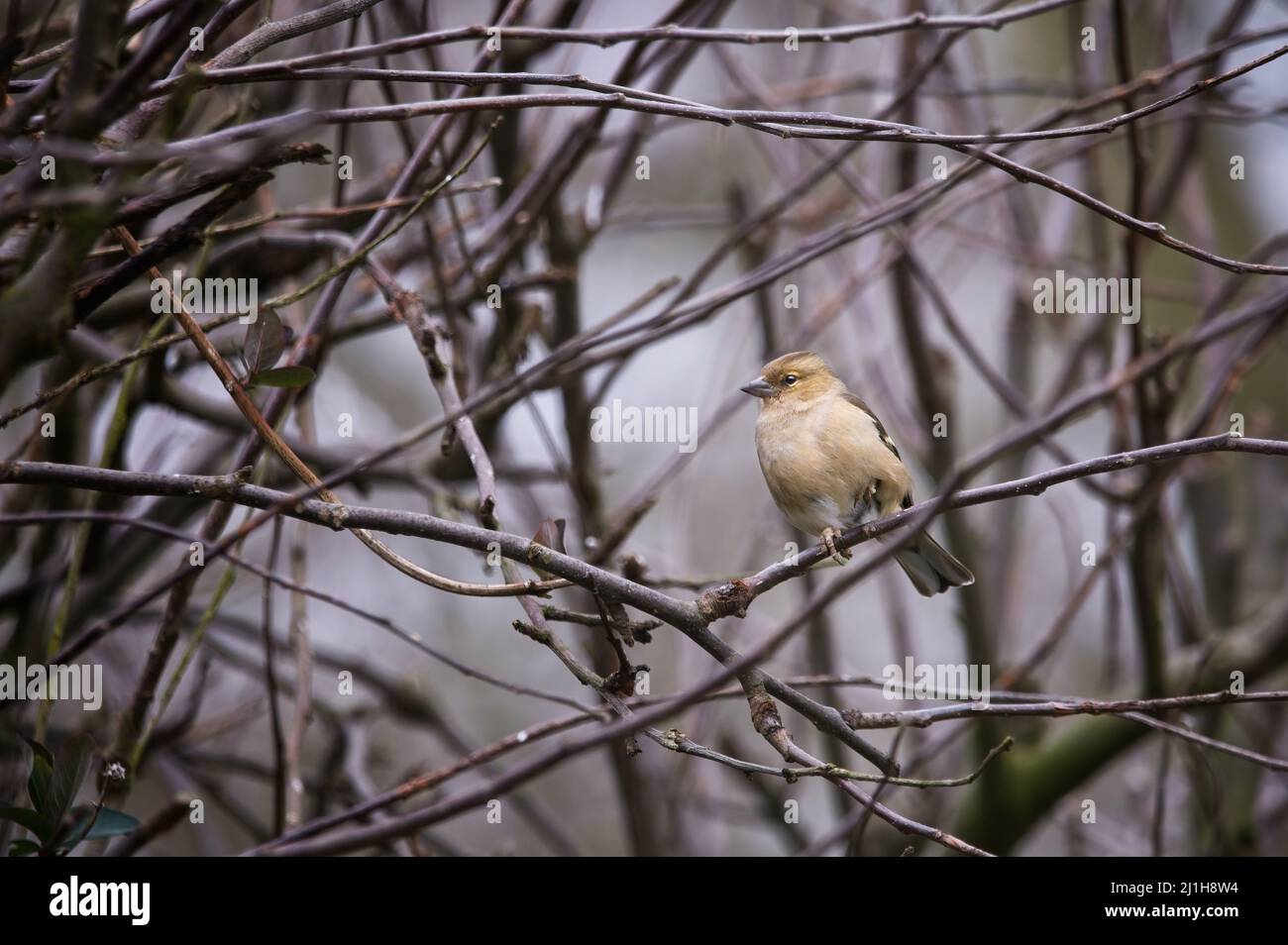 Weiblicher Buchfink (Fringilla coelebs), der in Ästen von Apfelbäumen thront Stockfoto