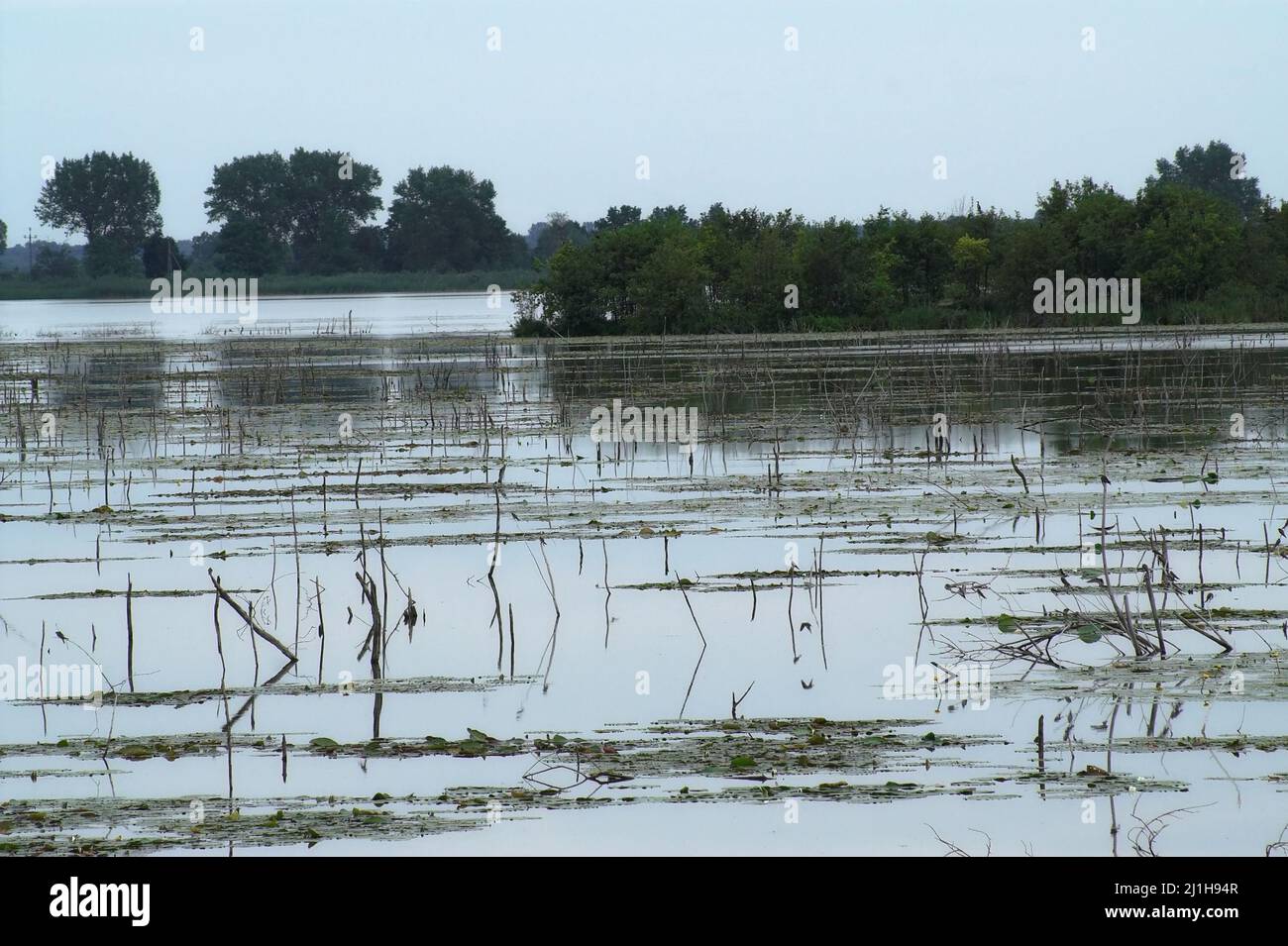 Wytyczno, Polesie, Polesien, Poleski Park Narodowy, Polska, Polen, Polen, Jezioro Wytyckie; Wasserpflanzen auf der Oberfläche des Sees, siehe Stockfoto