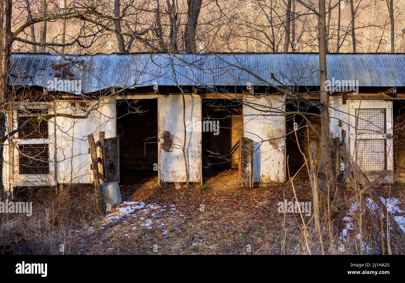 Öffnen Sie die Türen, um den Stall im Wald zu leeren Stockfoto