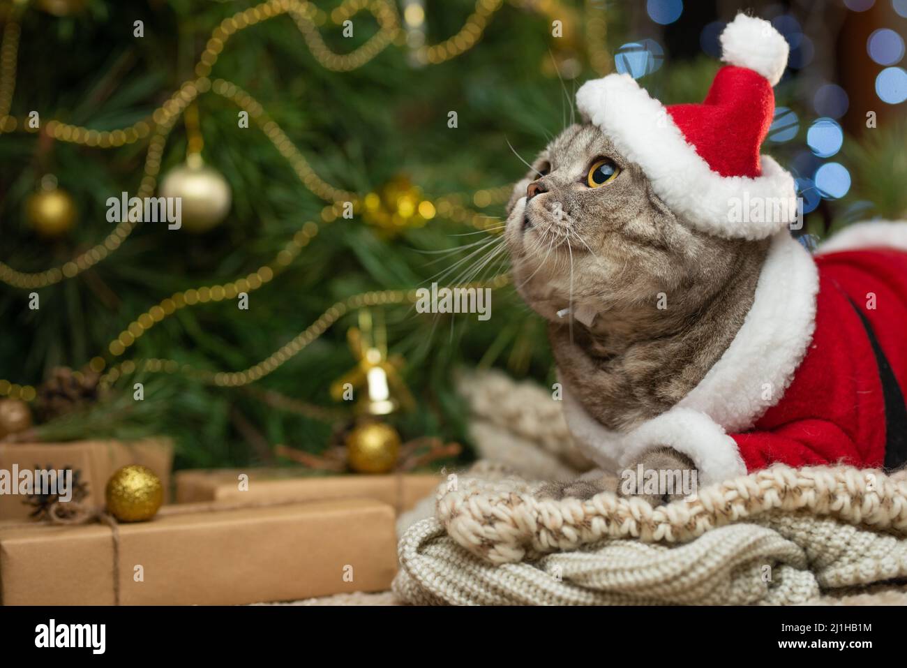 Neujahr, Weihnachtskatze in Weihnachtsmütze und Kostüm auf dem Hintergrund eines Weihnachtsbaums und Lichter Stockfoto