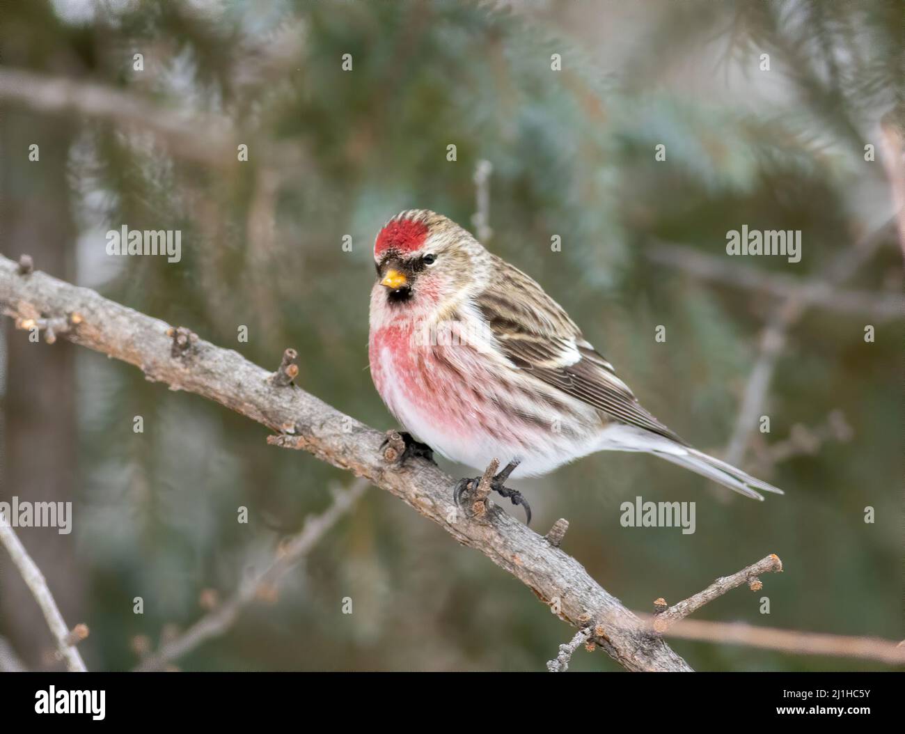 Ein gewöhnlicher Rotbarsch-Waldsänger im kalten verschneiten Winter im Norden von Minnesota in Sax Zim Bog. Stockfoto