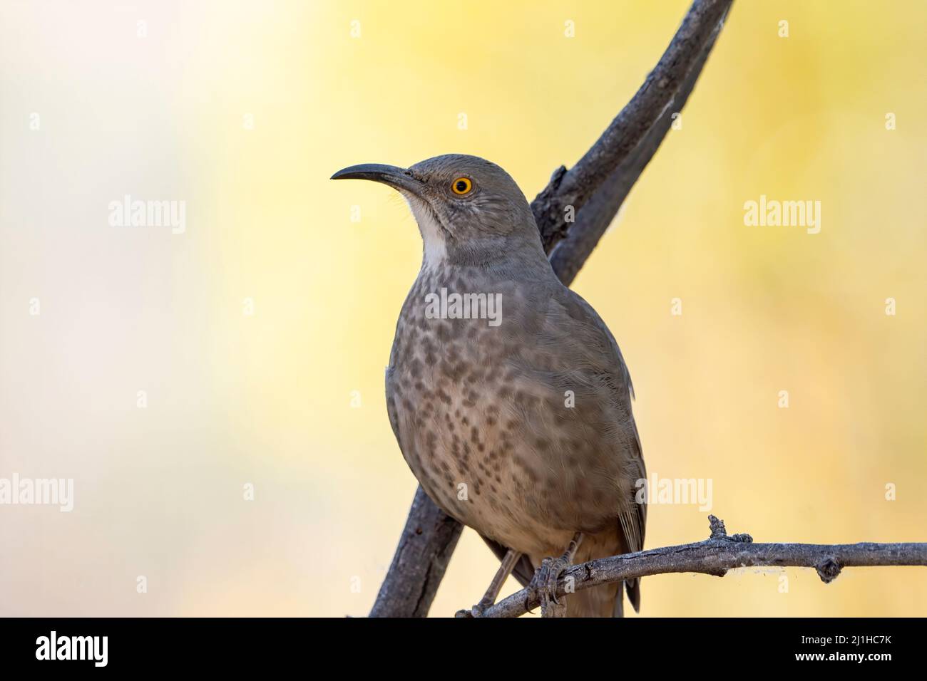 Ein in Kurven gefaster thrasher-Vogel in der Wüste von Arizona. Stockfoto