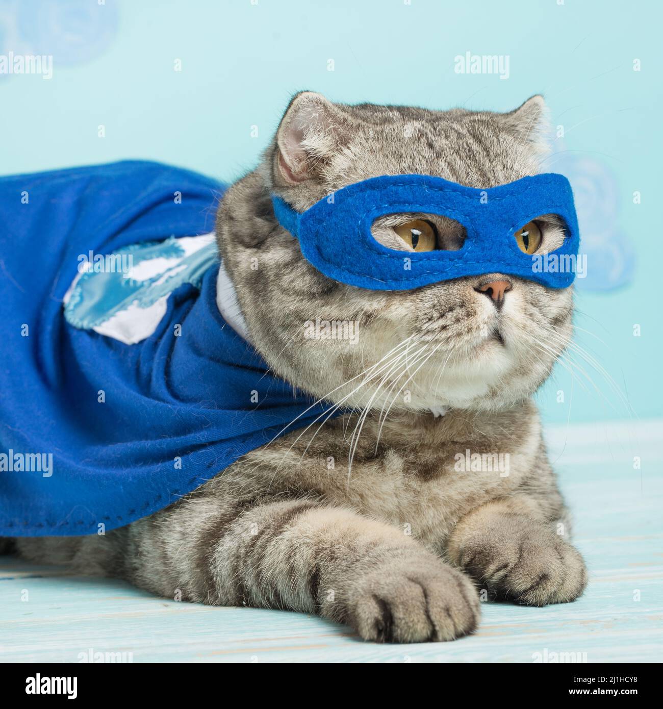 Superhelden-Katze, in einem blauen Regenmantel Stockfoto