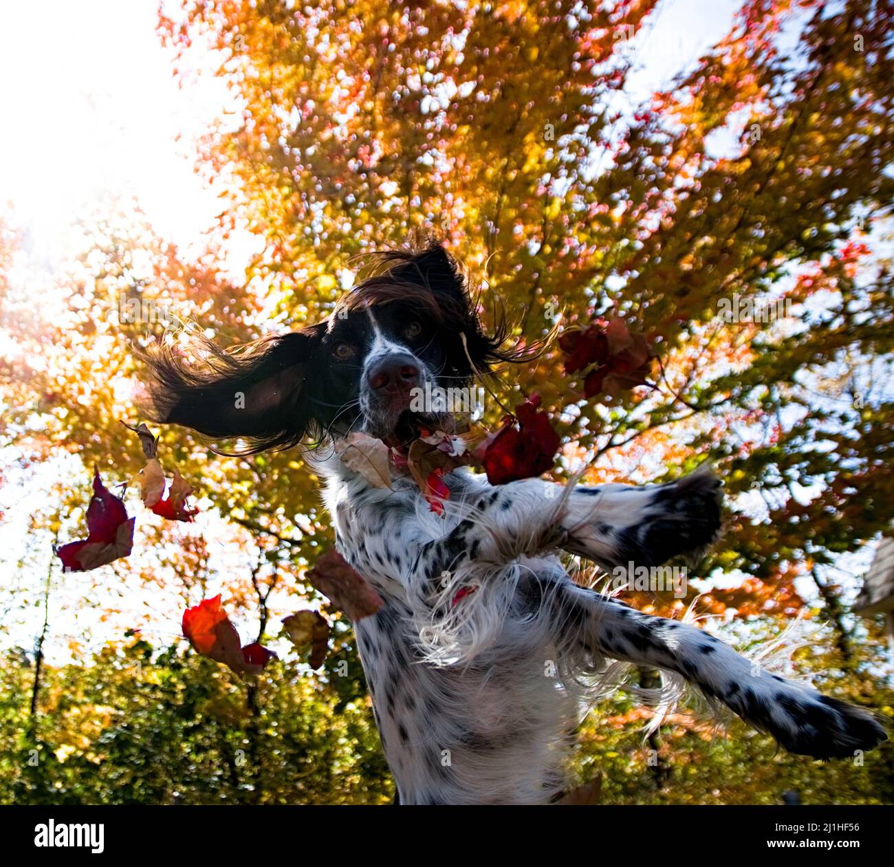 Französisch Spaniel Hund springen im Herbst Blätter Stockfoto