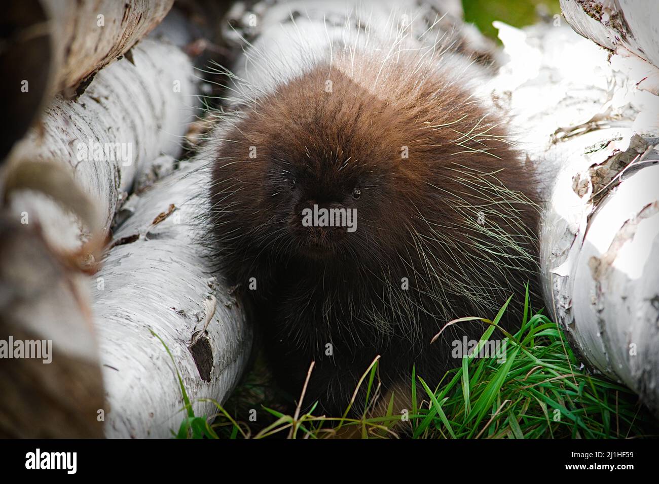 Stachelschwein zwischen zwei Birkenstämmen Stockfoto