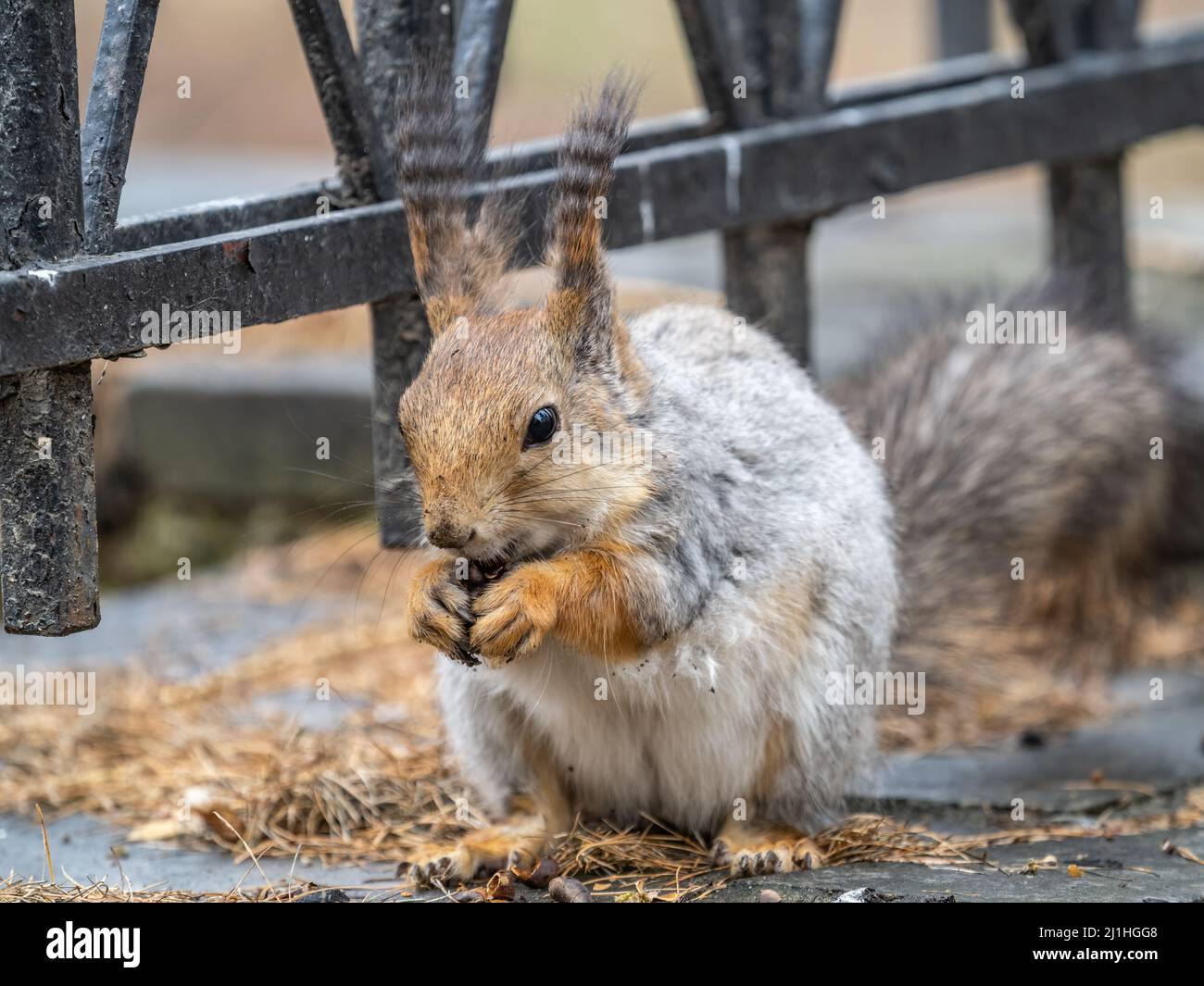 Eichhörnchen im Herbst oder Frühling mit Nuss auf dem grünen Gras mit gefallenen gelben Blättern. Eichhörnchen auf der Suche nach Nahrung auf dem Boden. Wildes Tier. Herbst oder sp Stockfoto