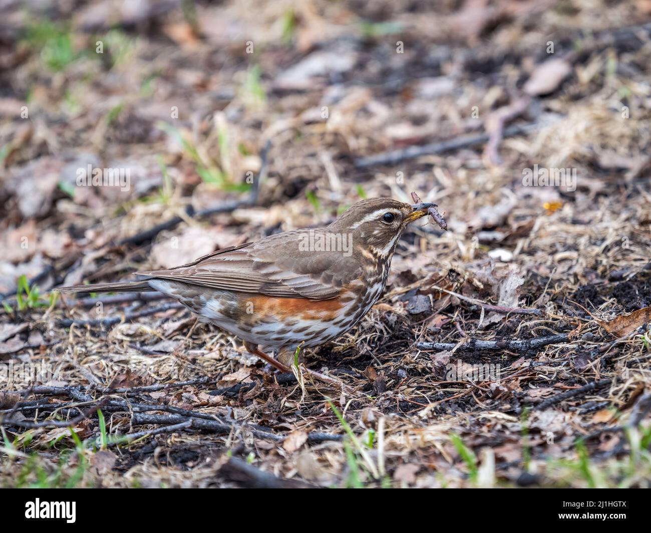 Rotflügel, Turdus iliacus, mit Wurm im Schnabel. Holzvögel Rotflügel auf einem springend Rasen. Kleine Drossel, die sich auf Grasland ernährt und rote Flanken und leichte Stri zeigt Stockfoto