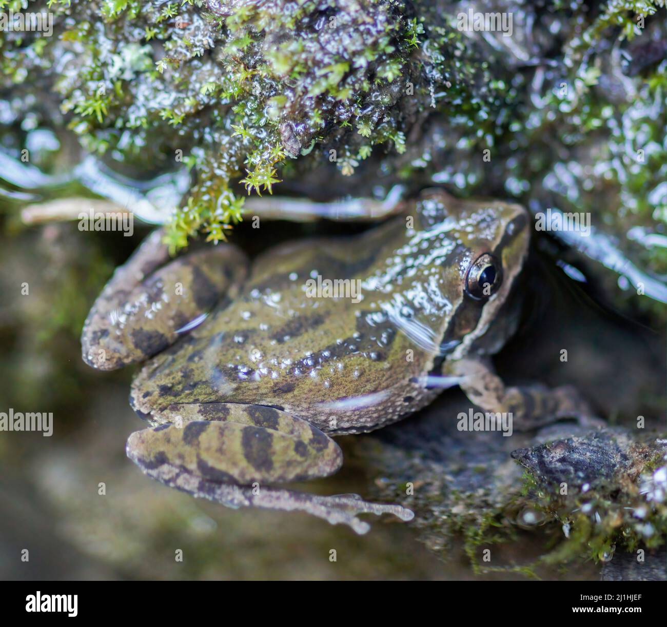 Northern Pacific Treefrog im Henry Coe State Park, Santa Clara County, Kalifornien, USA. Stockfoto