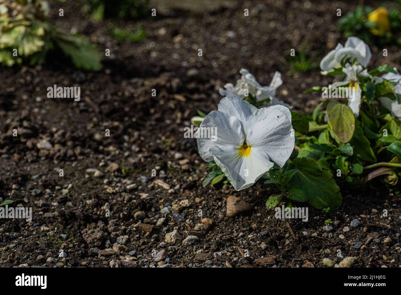 Weiße Blüten mit schmutzigem Gelb in der Mitte der Blüten. Stockfoto