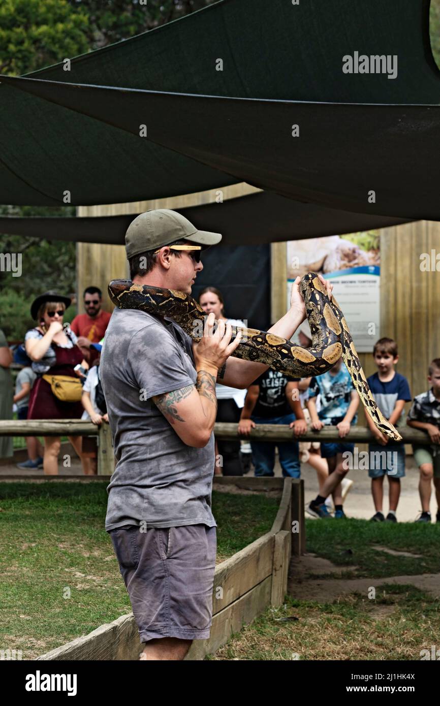 Reptilien / Ein Reptilienhalter handhabt einen burmesischen Python im Ballarat Wildlife Park in Ballarat Australia. Stockfoto