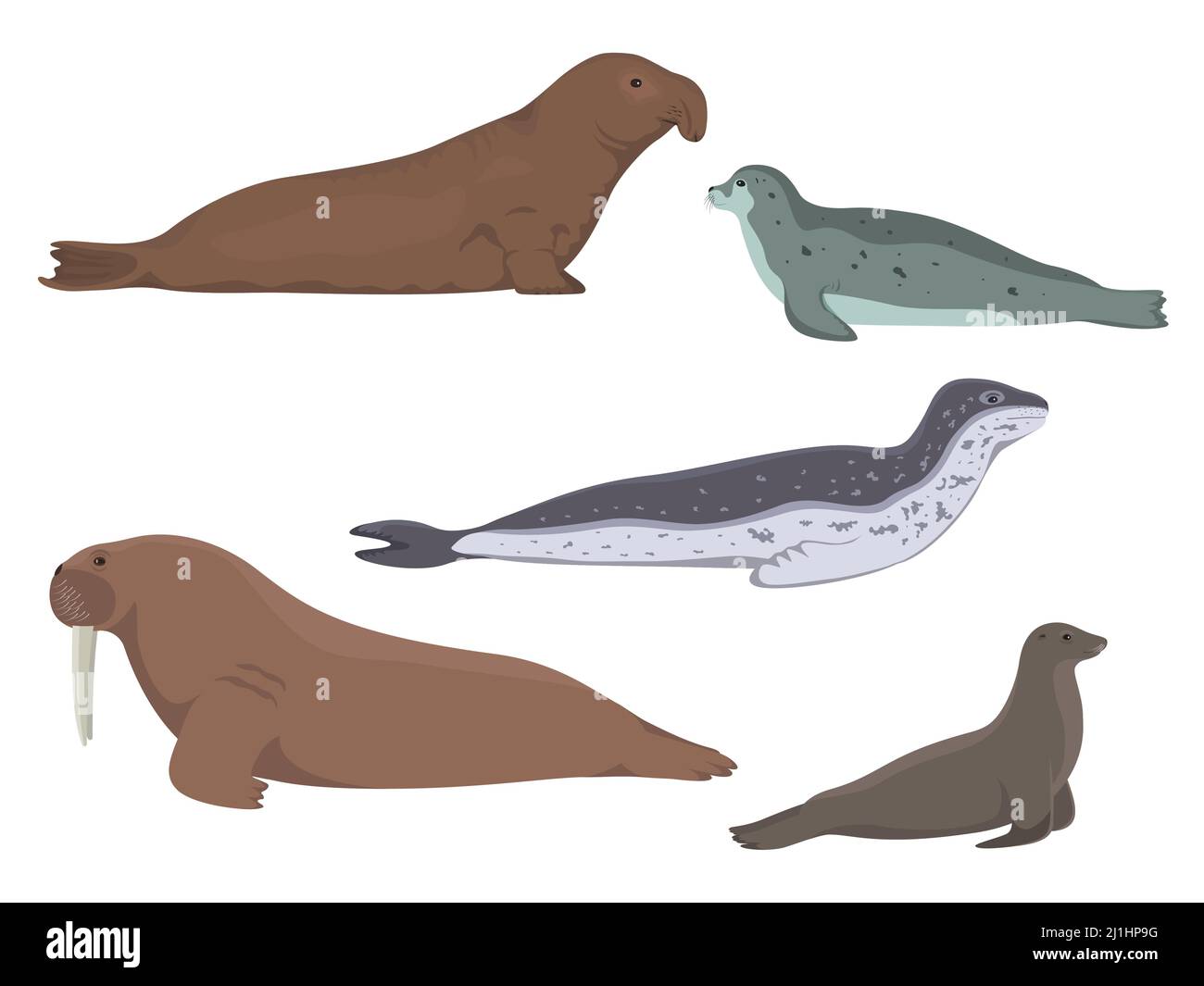 Pinniped Animals. Vektor-Illustration einer Reihe von nördlichen antarktischen Wassertieren isoliert auf einem weißen Hintergrund. Seeelefant, Seehund, Leopard, Löwe Stock Vektor