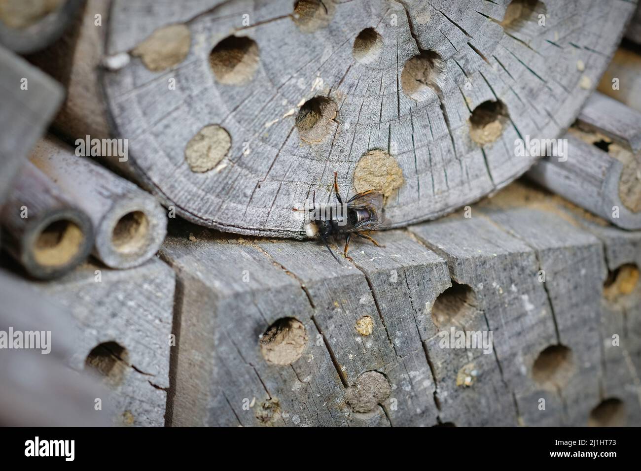 Nahaufnahme eines abgenutzten, fast haarlosen männlichen europäischen Obstgartens mit gehörntem Maurer, Osmia cornuta, der im Bienenhotel im Garten sitzt Stockfoto