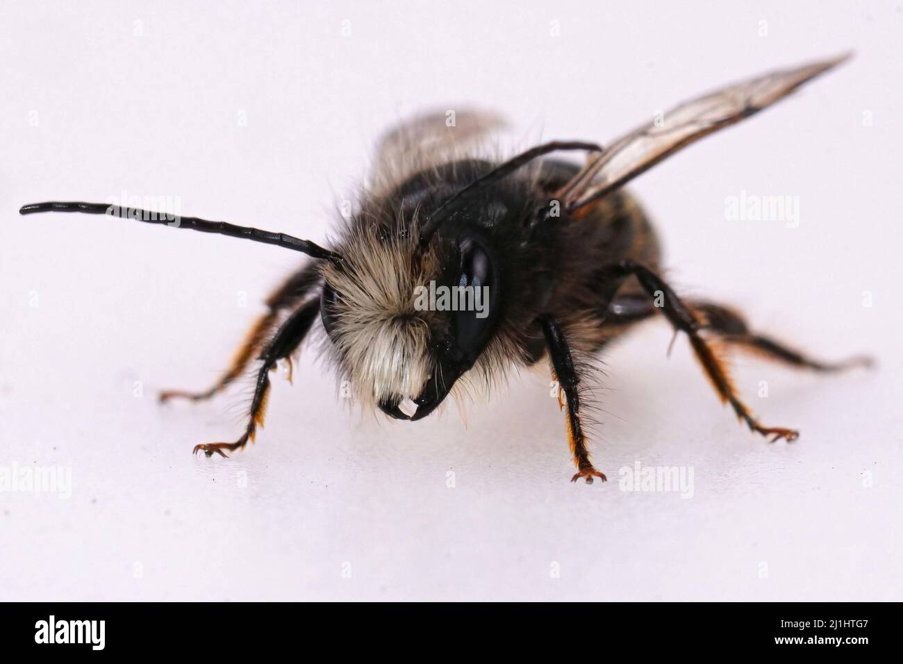 Nahaufnahme einer abgenutzten, fast haarlosen männlichen europäischen Steinmetzbiene, Osmia cornuta, isoliert auf weißem Hintergrund Stockfoto