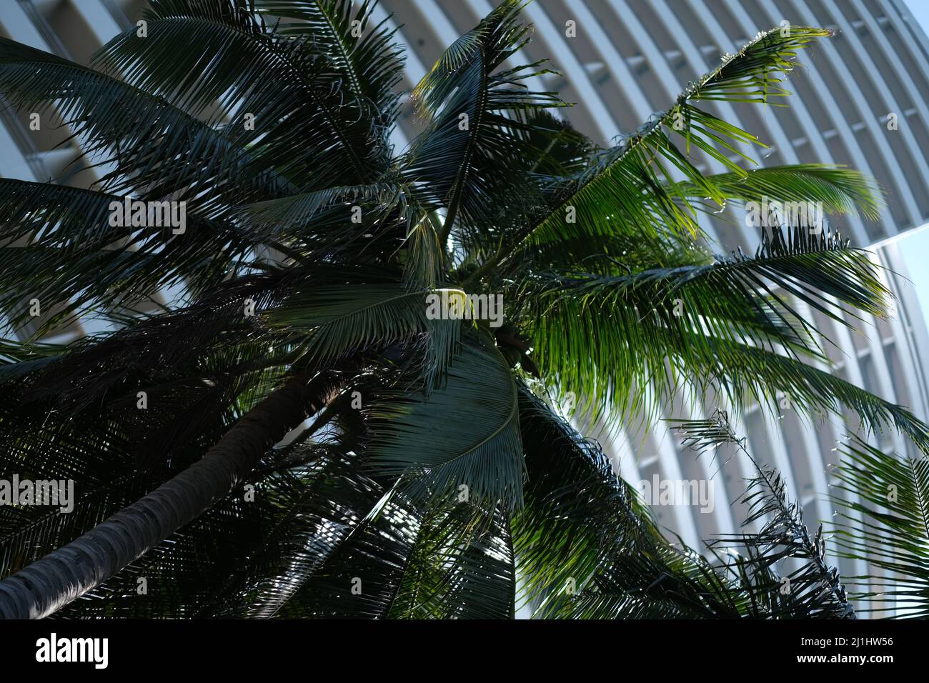 Szene eines städtischen tropischen Paradieses: Eine Kokospalme vor einem Hochhaus Stockfoto