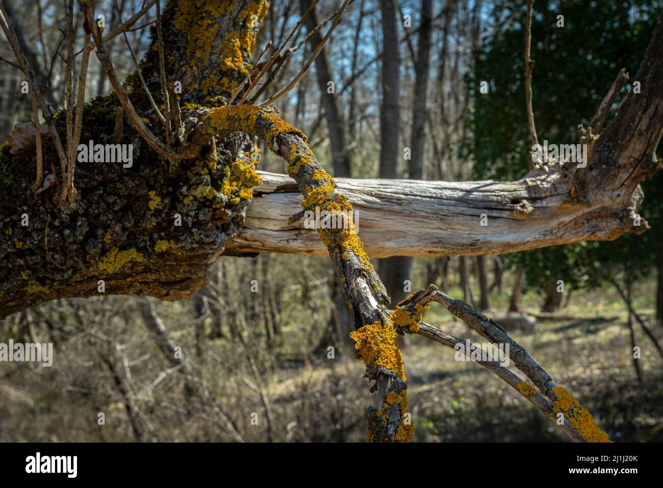 Gemeine orangefarbene Flechte, gelbe Skala, Xanthoria parietina, auf gebrochenem Ast ohne Rinde. Abruzzen, Italien, Europa Stockfoto