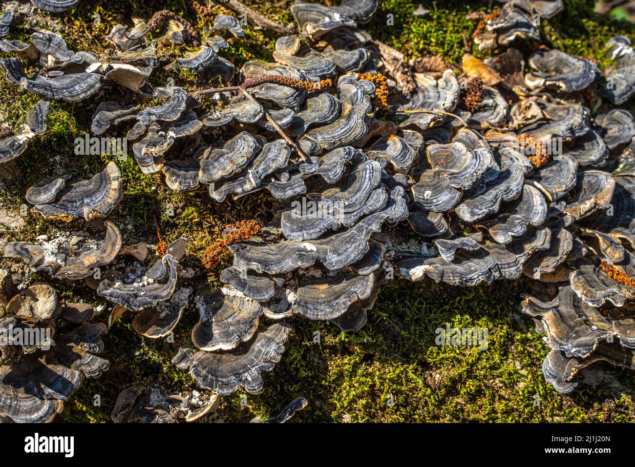 Holzige Pilze aus buntem Coriolo, Trametes versicolor. Ein Pilz aus der Familie der 'Polyporaceae'. Abruzzen, Italien, Europa Stockfoto