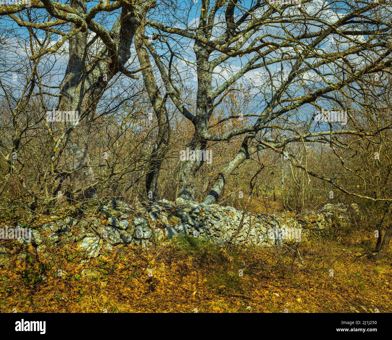 Trockene Steinmauern wurden nun aufgegeben und von jungen Eichen und Sträuchern überfallen. Prezza, Provinz L'Aquila, Abruzzen, Italien, Europa Stockfoto