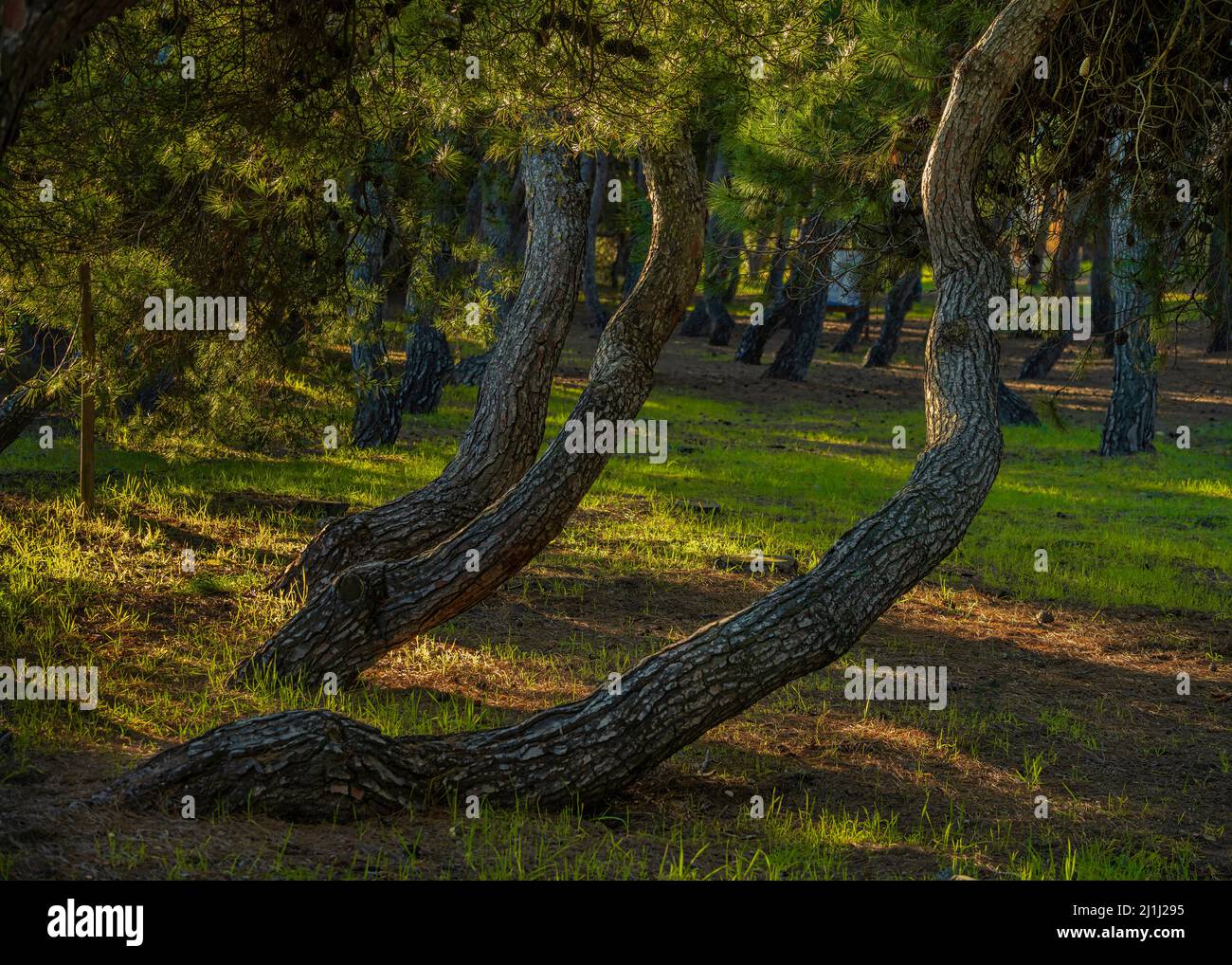 Verdrehte Kiefern von Pineta Filiani, die durch das erste Licht der Morgenröte an der Adria beleuchtet werden. Pineto, Provinz Teramo, Abruzzen, Italien, Europa Stockfoto