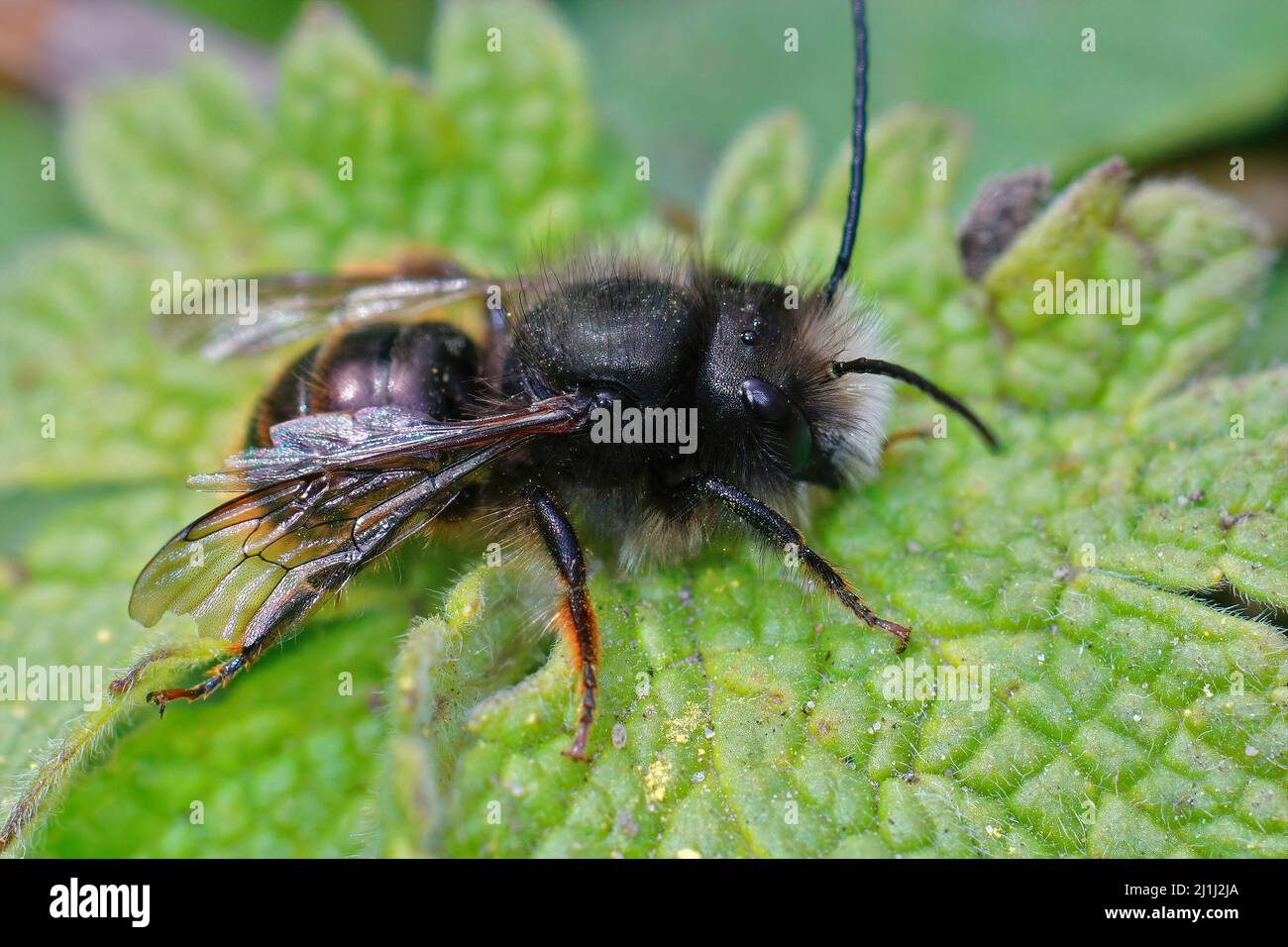 Nahaufnahme eines getragenen Männchens, der gehörnten Obstgartenmaurerbiene, Osmia cornuta, die auf einem grünen Blatt im Garten sitzt Stockfoto