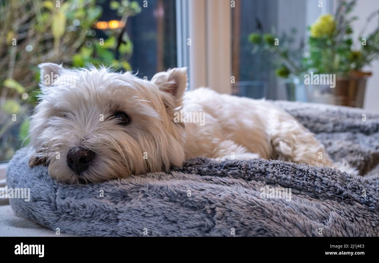 Ein süßer weißer Western Highland Terrier Hund, der in ihrem Bett neben einem Fenster liegt Stockfoto