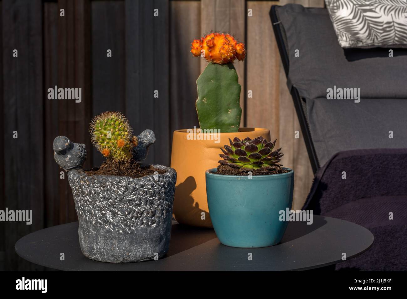 Home Kaktus Stockfoto