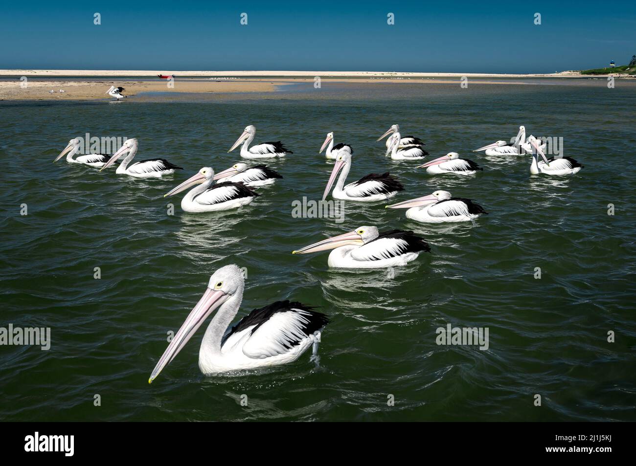 Schar australischer Pelikane im Eingangskanal der Central Coast. Stockfoto