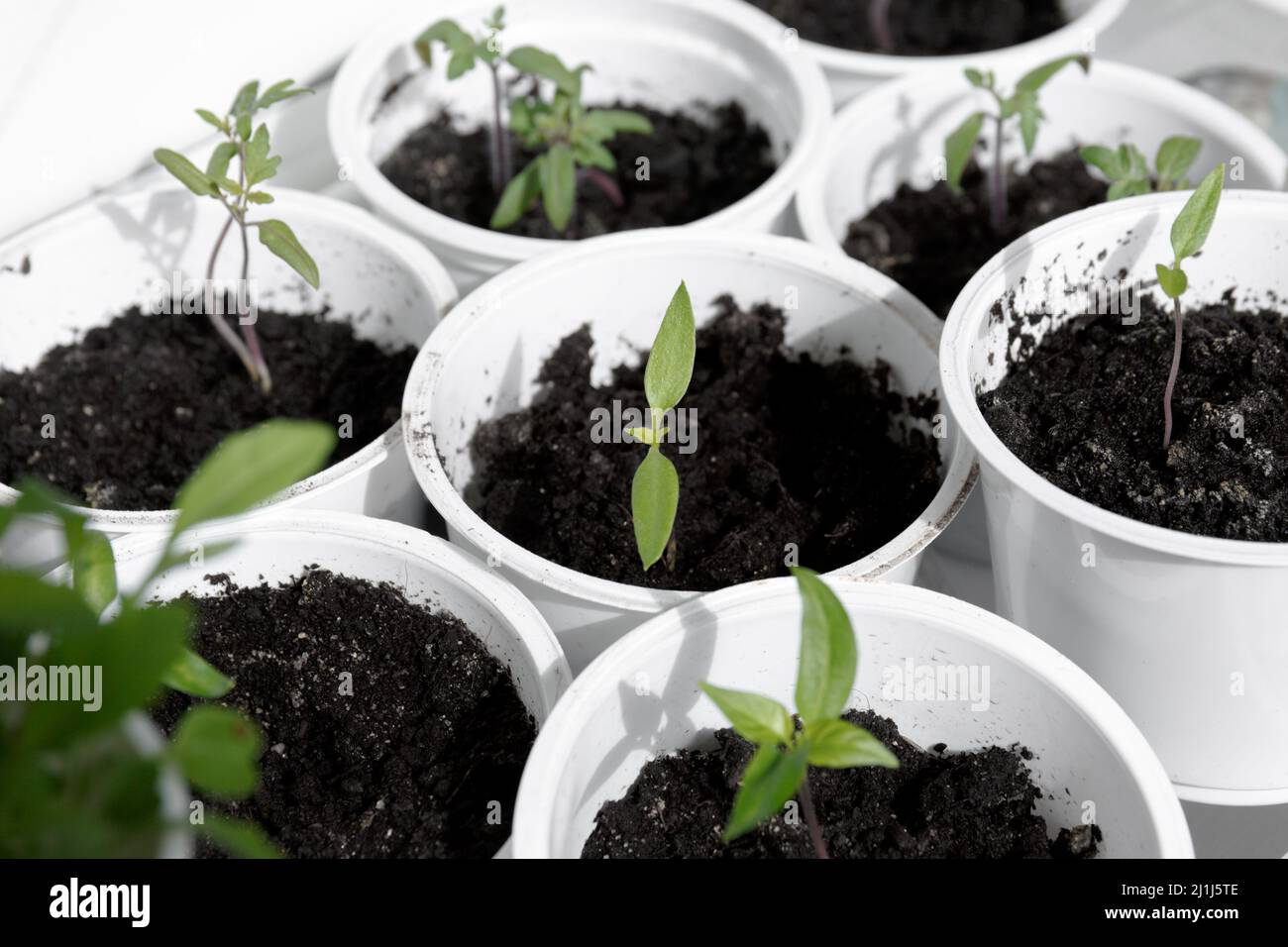 Sämlinge auf der Fensterbank. Junge grüne Sämlinge in weißen Behältern. Frühling Pflanzen Bio-Microgreen. Stockfoto
