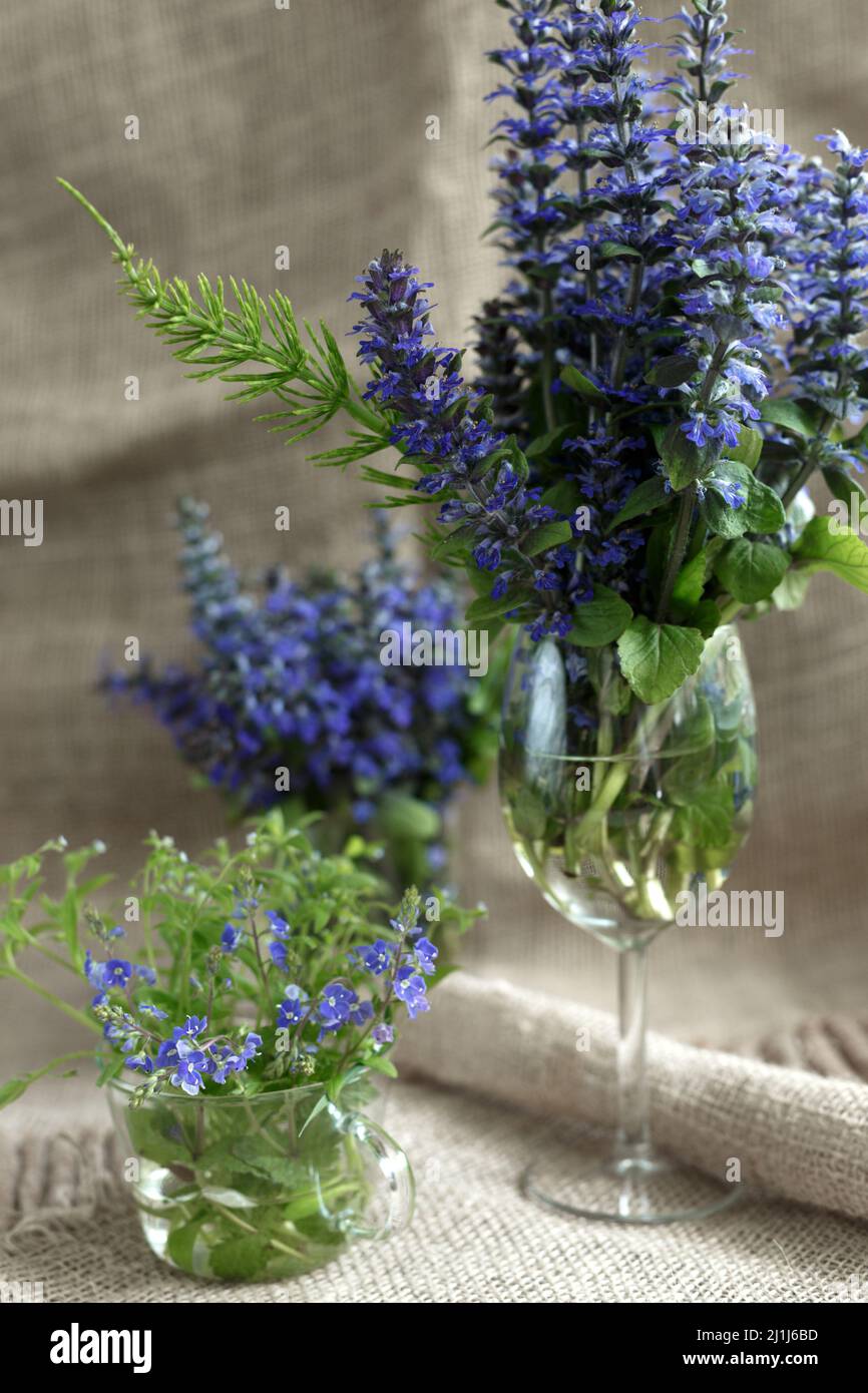 Blumensträuße aus waldblauen Blumen in Glasvasen auf einem Sackleinen-Hintergrund. Ajuga reptans oder bugle, bugleweed, blau bugle Blumen mit einem grünen Zweig Stockfoto