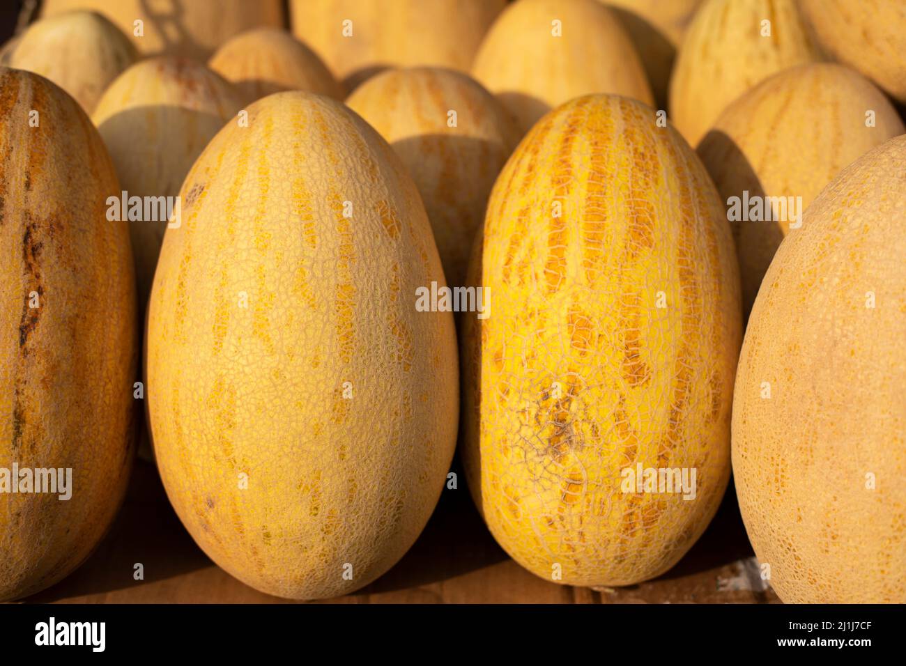 Melone auf dem Markt. Gemüse aus dem Garten. Melonen im Sonnenlicht. Herbsternte. Geschenke der Natur. Gesunde Ernährung. Pflanzliches Eiweiß. Stockfoto