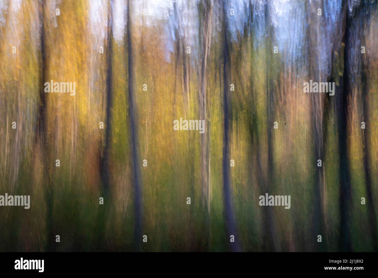 ICM bunte abstrakte Wald Natur Hintergrund Stockfoto