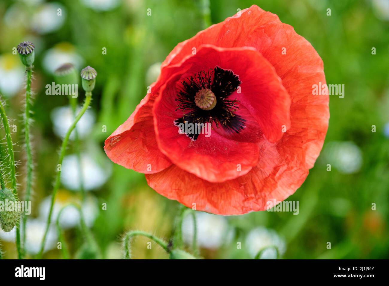 Ein einsamer roter Mohn, der inmitten einer Wiese mit weißen Gänseblümchen wächst. Mohnfeld und Kamillenblumenfeld Stockfoto