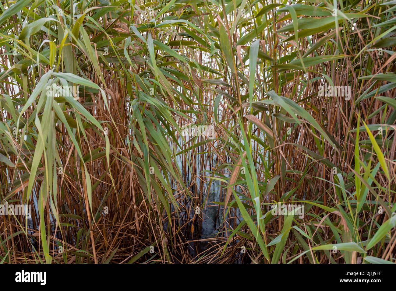Arundo Donax ist ein hoher, mehrjähriger Stock. Es ist eine von mehreren sogenannten Schilfarten. Es hat mehrere gemeinsame Namen, darunter Riesenstock, Elefantengras, Stockfoto