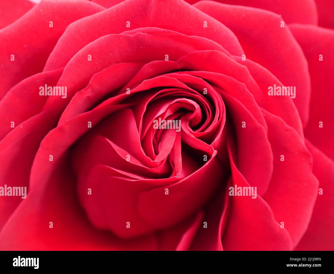 Rote Rosenblüte, filzfüllend Stockfoto