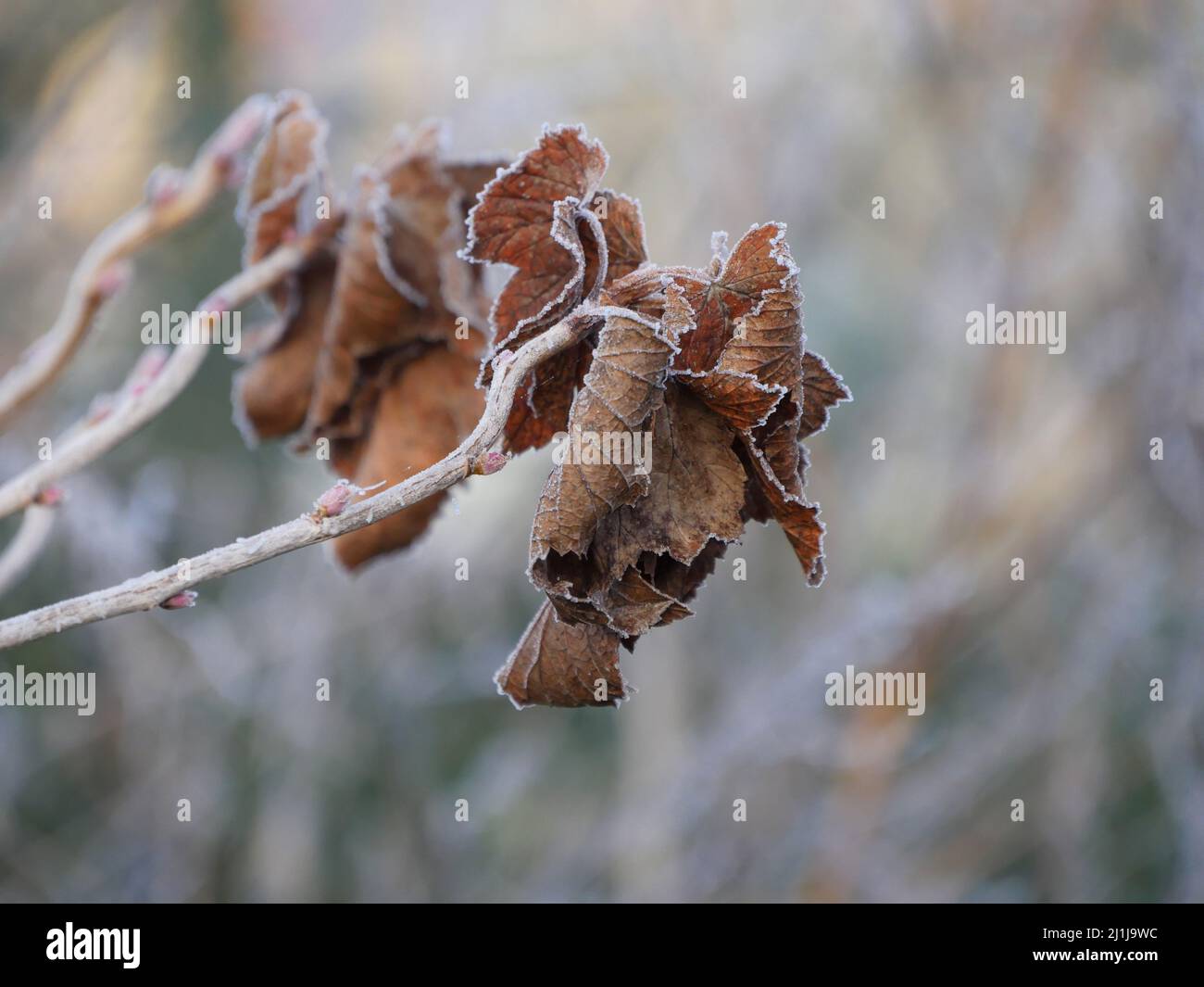 Magic Winter Stockfoto