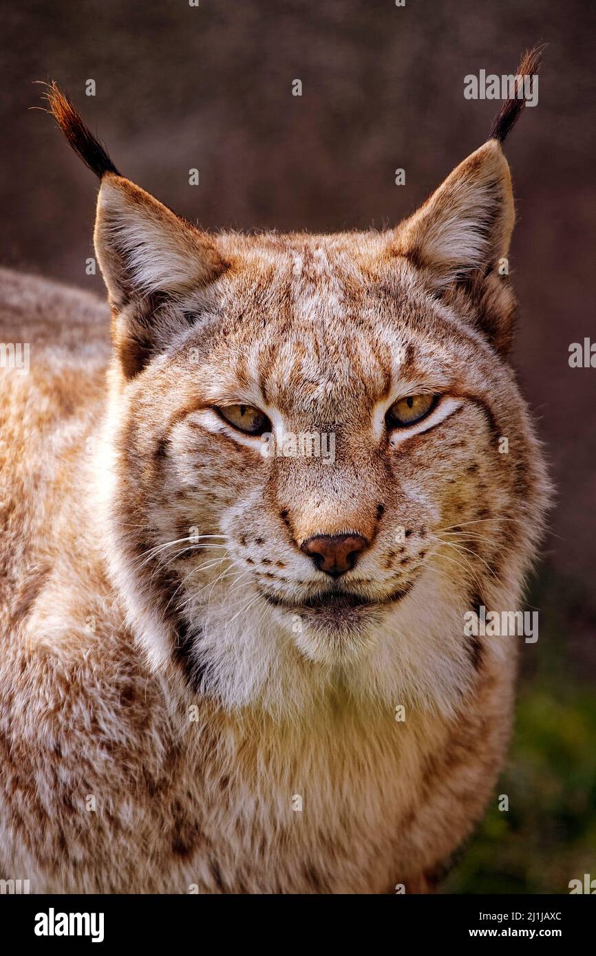 Eurasischen Luchs Lynx lynx Stockfoto