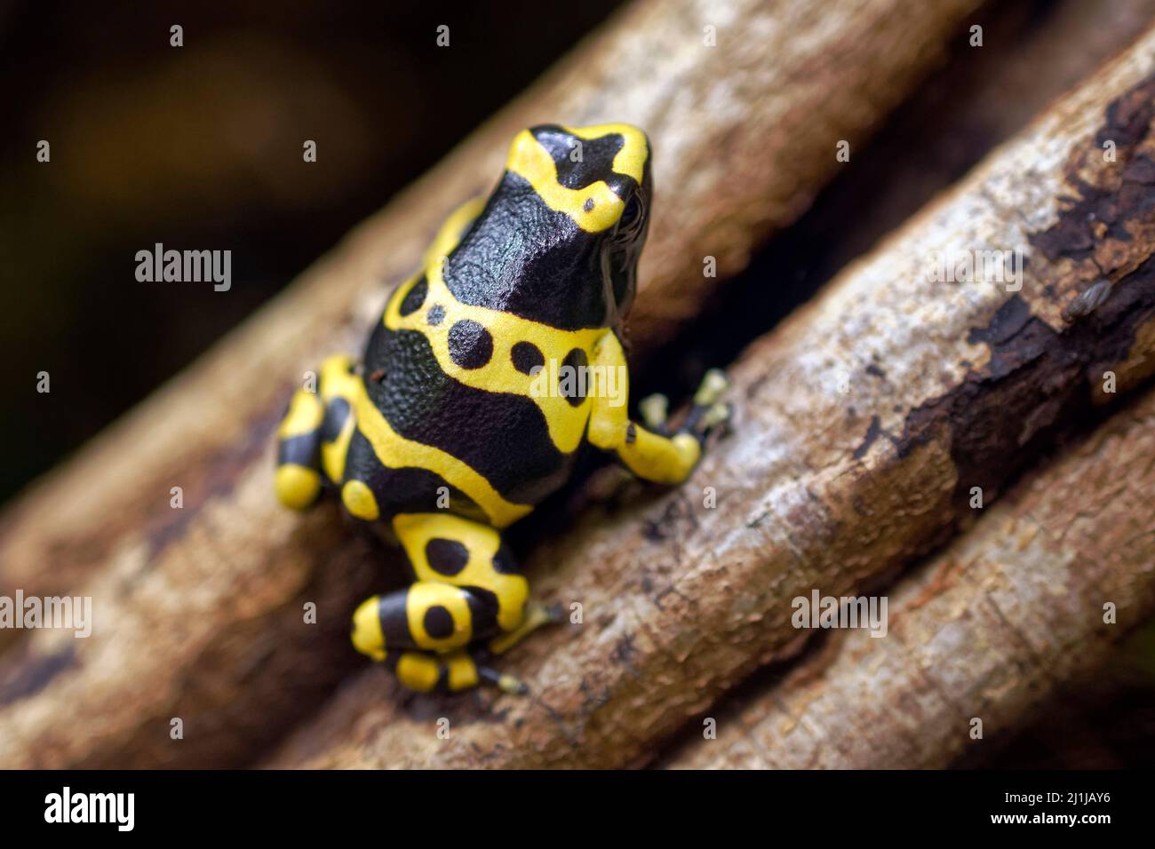 Gelb gebänderter Giftpfeilfrosch - Dendrobates leucomelas Stockfoto