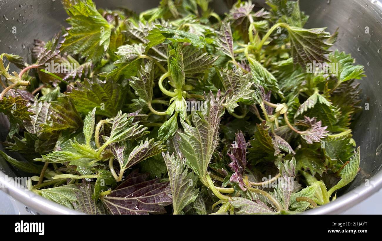 Junge grüne Blätter brennender Brennnessel, die zum Kochen von Vitaminsuppe und anderen vegetarischen Gerichten gesammelt wurden Stockfoto