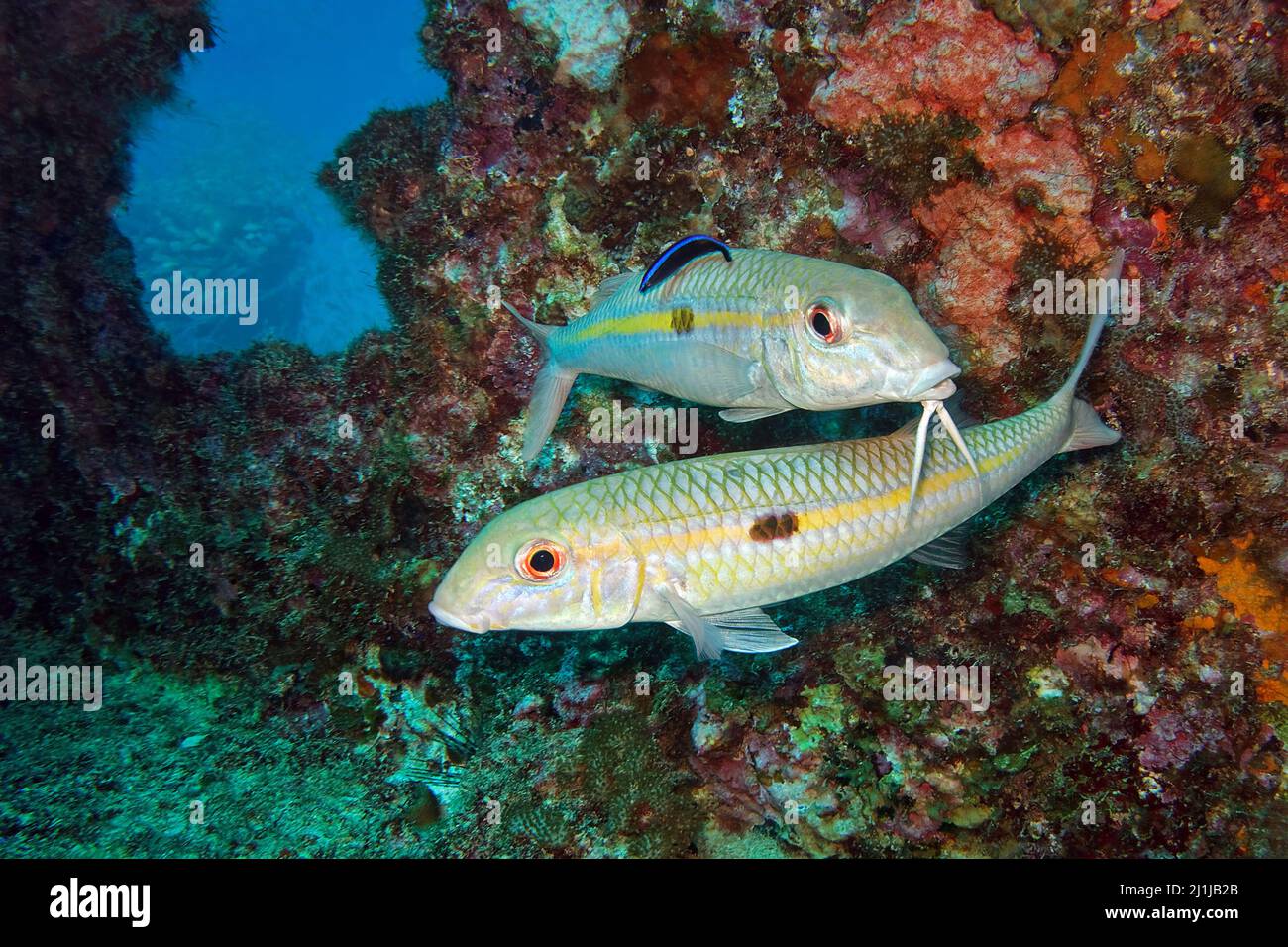 Gelbstreifen-Ziegenfisch - Mulloidichthys flavolineatus Stockfoto